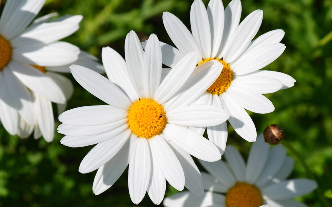 April Birth Flowers: Daisies and Sweet Peas